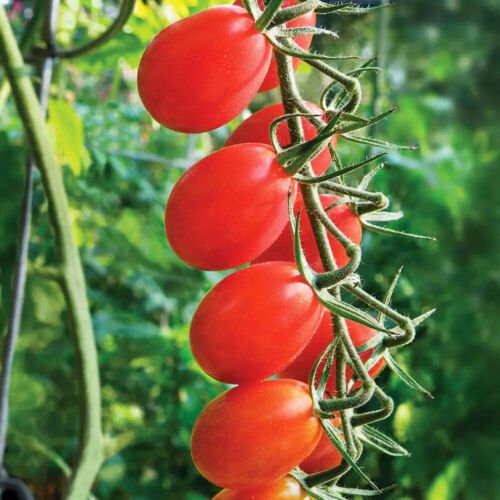 20 Seeds - Grape Tomato Seed - Garden Fruit Plant Seeds