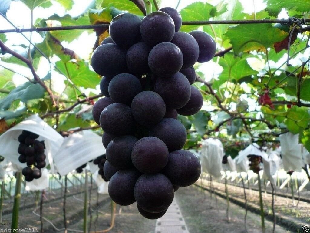 10 Seeds - Japanese Giant Kyoho Grape Fukuoka Kyoho Grapes - Garden Fruit Plant Seeds
