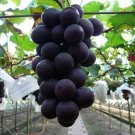 10 Seeds - Japanese Giant Kyoho Grape Fukuoka Kyoho Grapes - Garden Fruit Plant Seeds