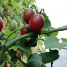 10 Seeds - Tomato Grape Kumato - Garden Fruit Plant Seeds