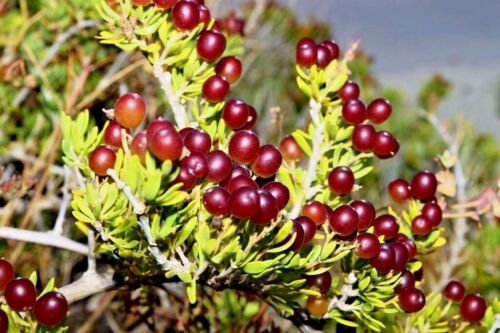 10 Seeds - Nitraria billardiera Native Grape / Nitre Bush - Garden Fruit Plant Seeds
