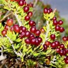 10 Seeds - Nitraria billardiera Native Grape / Nitre Bush - Garden Fruit Plant Seeds