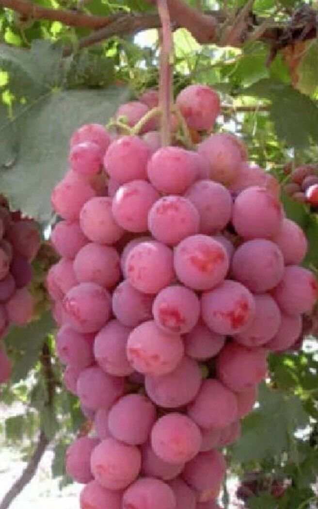 8 Seeds - Red Globe Grapes Seeds Garden Plant fruit - Garden Fruit Plant Seeds
