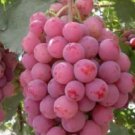 8 Seeds - Red Globe Grapes Seeds Garden Plant fruit - Garden Fruit Plant Seeds