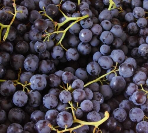 10 Seeds - Grape Seeds Black Muscat Grapes Vine Chemical - Garden Fruit Plant Seeds