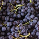 10 Seeds - Grape Seeds Black Muscat Grapes Vine Chemical - Garden Fruit Plant Seeds