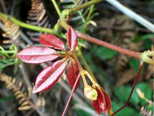 5 Seeds - NATIVE GRAPE SEEDS Cissus hypoglauca - Garden Fruit Plant Seeds