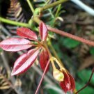 5 Seeds - NATIVE GRAPE SEEDS Cissus hypoglauca - Garden Fruit Plant Seeds