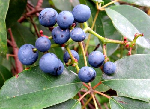5 Seeds - NATIVE GRAPE SEEDS - Cissus hypoglauca - Native Bush Tucker Vine