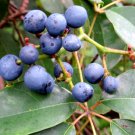 5 Seeds - NATIVE GRAPE SEEDS - Cissus hypoglauca - Native Bush Tucker Vine