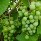 5 Seeds -Green Grape Seeds Muscat Grape Seeds - Fruit Garden