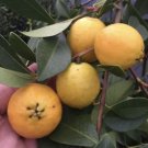 5 Seeds - Large Golden Yellow Guava Seeds - Fruit Garden