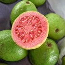 25 Seeds - Guava Hawaiian Tropical Guava pink - Fruit Garden Seeds
