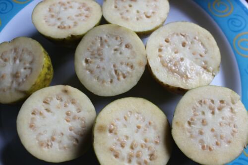 10 Seeds - INDIAN WHITE GUAVA Fruit Seeds - Fruit Garden Seeds