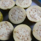 10 Seeds - INDIAN WHITE GUAVA Fruit Seeds - Fruit Garden Seeds