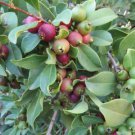 15 Seeds - Strawberry Guava PSIDIUM Fruit Seeds - Fruit Garden Seeds
