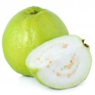 20 Seeds - GUAVA Thai White Fruit Seeds - Fruit Garden Seeds