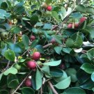 25 Seeds - Strawberry guava or cherry guava Fruit Seeds - Fruit Garden Seeds