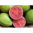 10 Seeds - HAWAIIAN GUAVA SEEDS Pink Guava Fruit Seeds - Fruit Garden Seeds