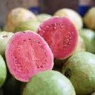 10 Seeds - HAWAIIAN PINK GUAVA SEEDS Fruit Seeds - Fruit Garden Seeds