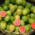 300 Seeds - Pink Guava Seeds Psidium guajava Fruit Seeds - Fruit Garden Seeds