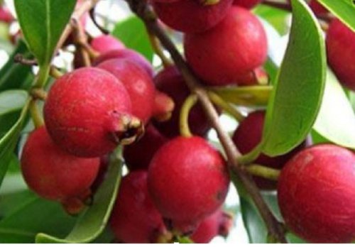 20 Seeds - RED CHERRY STRAWBERRY GUAVA Fruit Seeds - Fruit Garden Seeds