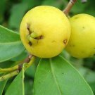 10 Seeds - Psidium cattleianum v lucidum Lemon Guava Fruit Seeds - Fruit Garden Seeds
