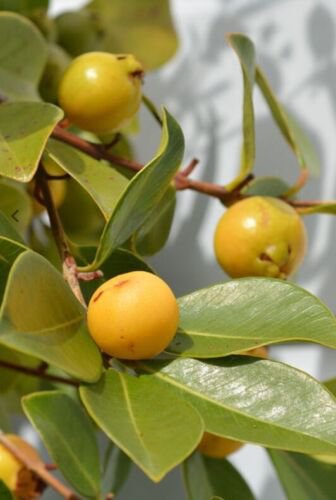 10 Seeds - Cherry Guava Yellow Lemon cherry guava Fruit Seeds - Fruit Garden Seeds