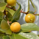 10 Seeds - Cherry Guava Yellow Lemon cherry guava Fruit Seeds - Fruit Garden Seeds