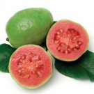 30 Seeds - Guava Hawaiian Pink Ruby Supreme Fruit Seeds - Fruit Garden Seeds
