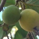 30 Seeds - Brazilian Psidium guineense Guinea guava Fruit Seeds - Fruit Garden Seeds