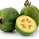 20 Seeds - Pineapple Guava Feijoa sellowiana Acca sellowiana - Fruit Garden Seeds
