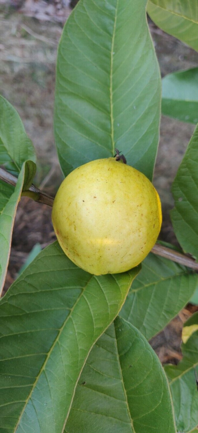 20 Seeds - White guava Psidium guajava Fruit Seeds - Fruit Garden Seeds