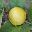 20 Seeds - White guava Psidium guajava Fruit Seeds - Fruit Garden Seeds