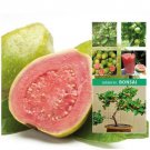 10 Seeds - Psidium Pink Apple Guava Seeds Sweet Fruit Seeds - Fruit Garden Seeds