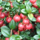 10 Seeds - Chilean Guava (Ugni Molinae) Fruit Seeds - Fruit Garden Seeds