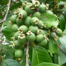 10 Seeds - brazilian guava psidium guineense very tasty Fruit Seeds - Fruit Garden Seeds
