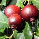 6 Seeds - Guava (psidium guajava) Reliable Small Red Skinned Seeds - Fruit Garden Seeds