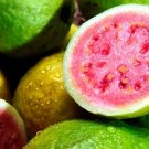 10 Seeds - WILD PINK LEMON GUAVA Fruit Seeds - Fruit Garden Seeds