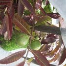 6 Seeds - Guava Allahabad (psidium guajava) Fruit Seeds - Fruit Garden Seeds