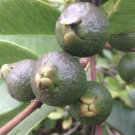 5 Seeds - Mexican Cream Guava seeds (Psidium Guajava) Fruit Seeds - Fruit Garden Seeds
