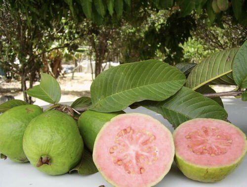 5 Seeds - Psidium Pink Apple Guava Seeds Fruit Seeds - Fruit Garden Seeds