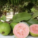 5 Seeds - Psidium Pink Apple Guava Seeds Fruit Seeds - Fruit Garden Seeds