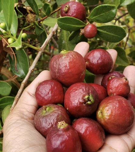 5 Seeds - Strawberry Guava Tree Seeds Psidium Cattleyanum Fruit Seeds - Fruit Garden Seeds