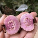 5 Seeds - Red Malaysian Guava Seeds (Psidium Guajava) Fruit Seeds - Fruit Garden Seeds