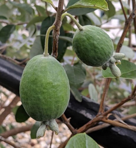 5 Seeds - Pineapple Guava Seeds Feijoa Acca Sellowiana Fruit Seeds - Fruit Garden Seeds