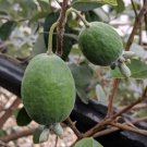 5 Seeds - Pineapple Guava Seeds Feijoa Acca Sellowiana Fruit Seeds - Fruit Garden Seeds