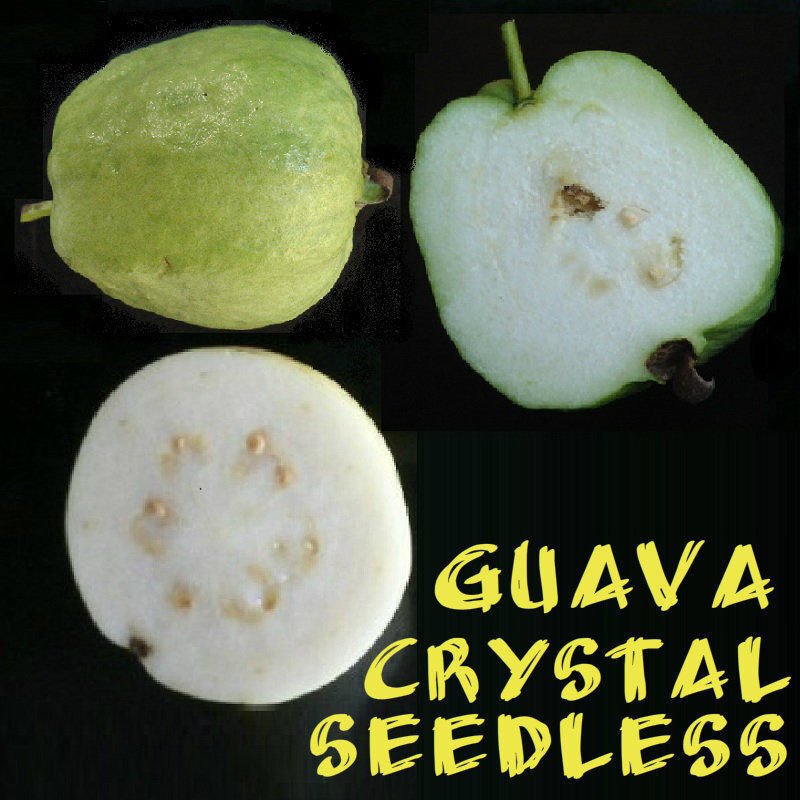 5 Seeds - Crystal Seedless Guava Seeds Psidium Guajava Fruit Seeds - Fruit Garden Seeds