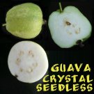 5 Seeds - Crystal Seedless Guava Seeds Psidium Guajava Fruit Seeds - Fruit Garden Seeds