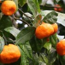 5 Seeds - EMPEROR MANDARIN SEEDS CITRUS Fruit Seeds - Fruit Garden Seeds
